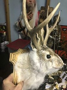jackalope shoulder head mount taxidermy mounted 4 point antlers professionally done (bailey)
