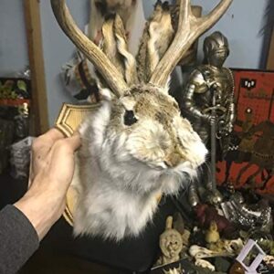 Jackalope Shoulder Head Mount Taxidermy Mounted 4 Point Antlers Professionally Done (Bailey)