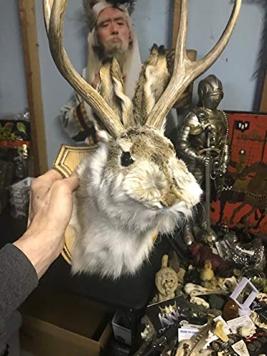 Jackalope Shoulder Head Mount Taxidermy Mounted 4 Point Antlers Professionally Done (Bailey)