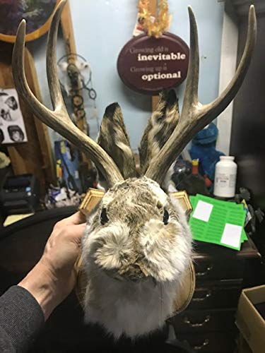 Jackalope Shoulder Head Mount Taxidermy Mounted 4 Point Antlers Professionally Done (Bailey)