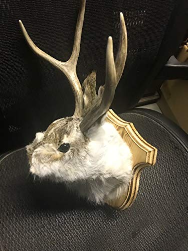 Jackalope Shoulder Head Mount Taxidermy Mounted 4 Point Antlers Professionally Done (Bailey)