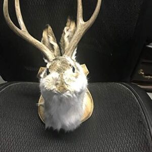 Jackalope Shoulder Head Mount Taxidermy Mounted 4 Point Antlers Professionally Done (Bailey)