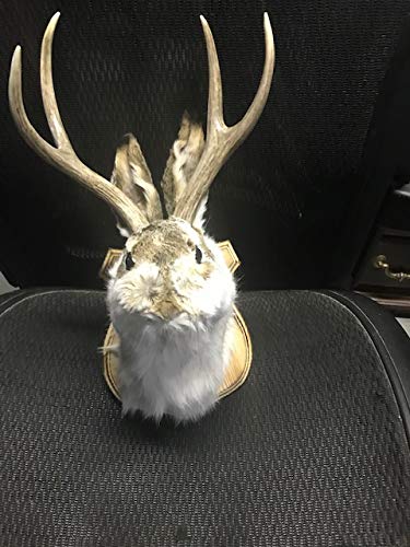 Jackalope Shoulder Head Mount Taxidermy Mounted 4 Point Antlers Professionally Done (Bailey)