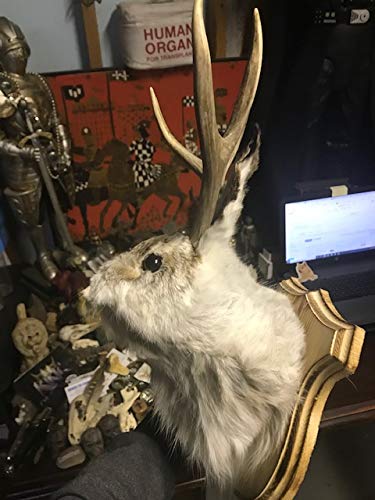 Jackalope Shoulder Head Mount Taxidermy Mounted 4 Point Antlers Professionally Done (Bailey)