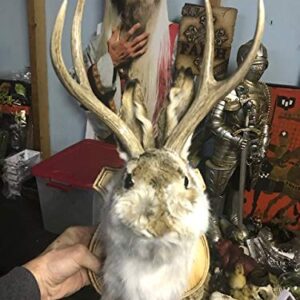 Jackalope Shoulder Head Mount Taxidermy Mounted 4 Point Antlers Professionally Done (Bailey)