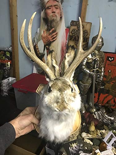 Jackalope Shoulder Head Mount Taxidermy Mounted 4 Point Antlers Professionally Done (Bailey)