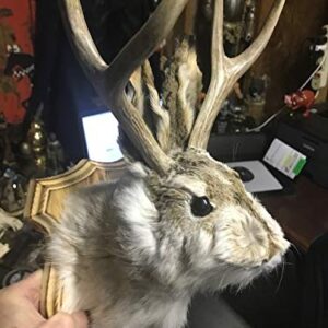 Jackalope Shoulder Head Mount Taxidermy Mounted 4 Point Antlers Professionally Done (Bailey)