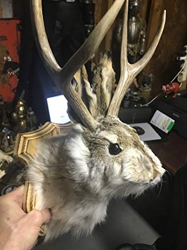 Jackalope Shoulder Head Mount Taxidermy Mounted 4 Point Antlers Professionally Done (Bailey)