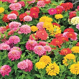 Zinnia Mix from Earth Science (2 lb), 3-in-1 Mix with Premium Wildflower Seed, Plant Food and Soil Conditioners, Non-GMO