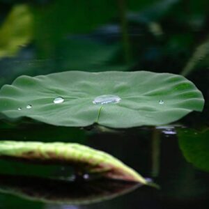 8 Pcs Aquarium Plants Live, 4 Size Artificial Floating Foam Lotus Leaves, Water Lily Pads Ornaments, Perfect for Patio Koi Fish Pond Pool Aquarium Home Garden Wedding Party Special Event Decoration