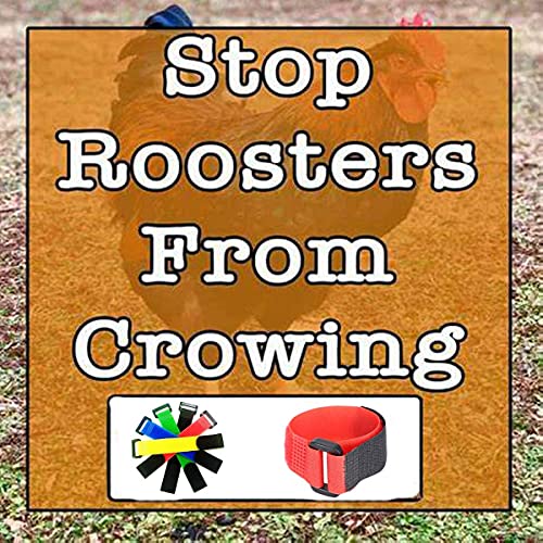 6 Pack No Crow Rooster Collar, Crow Collar Rooster Collar No Crow Noise Neck Belt for Roosters Cockerel Velcro Nylon Prevent Chickens from Screaming, Disturbing Neighbors1