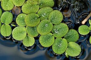 50 water spangles (salvinia minima) live floating plants for aquarium or pond by tmdfishkeeping