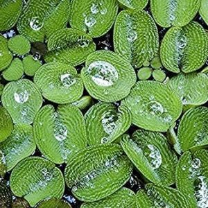 50 Water Spangles (Salvinia Minima) Live Floating Plants for Aquarium or Pond by TMDFishKeeping