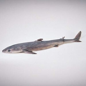 formalin pregnant dogfish shark, 27"+, double injection, 1 per bag