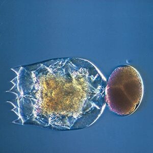 marine rotifer (brachionus), living