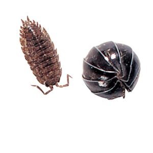 pill bugs/sow bugs, living, species vary, pack 12