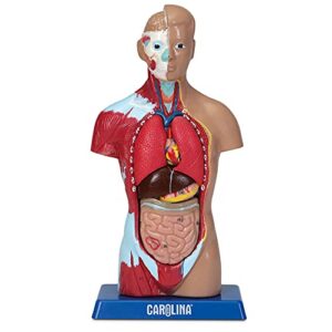 carolina human micro sexless torso model