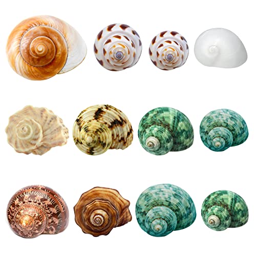 Giftvest Hermit Crab Shells Medium and Large 12PCS Growth Turbo Seashells Saltwater Hermit Crab Shells Medium Sea Shell for Hermit Crabs Hermit Crab Supplies