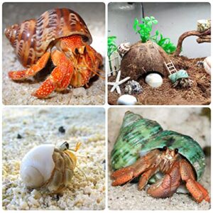 Giftvest Hermit Crab Shells Medium and Large 12PCS Growth Turbo Seashells Saltwater Hermit Crab Shells Medium Sea Shell for Hermit Crabs Hermit Crab Supplies