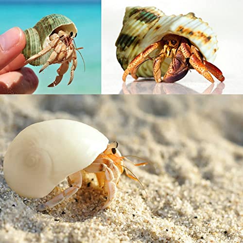 Giftvest Hermit Crab Shells Medium and Large 12PCS Growth Turbo Seashells Saltwater Hermit Crab Shells Medium Sea Shell for Hermit Crabs Hermit Crab Supplies