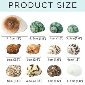 Giftvest Hermit Crab Shells Medium and Large 12PCS Growth Turbo Seashells Saltwater Hermit Crab Shells Medium Sea Shell for Hermit Crabs Hermit Crab Supplies