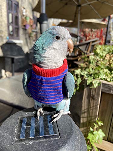 HEZHUO Bird Clothes， Parrot Bird Supplies, Light Flying Clothes, Warm and Comfortable, Tiger Skin, Green Cheek Parrot, Little Sun Parrot, Monk Parrot, Starling, mynah, Senegal Parrot, Mini Macaw (L)