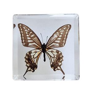 real butterfly insect specimens in resin paperweight crafts, animal taxidermy collection for science education & desk ornament (butterfly-03)