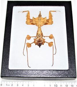 bicbugs idolomantis diabolica praying mantis nymph tanzania rare framed