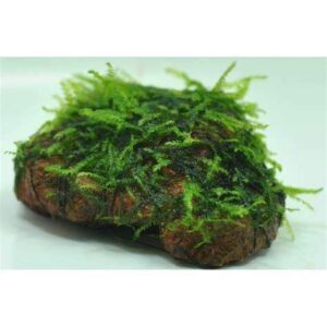 marcus fish tanks - christmas moss on lava rock live aquarium plant freshwater aquatic moss buy 2 get 1
