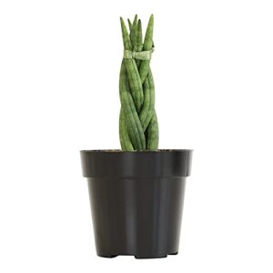 braided snake plant, sansevieria cylindrica, dracaena live plants, succulents plants live, house plants for sansevieria plant stand, diy home décor, live indoor plants in plant pots by plants for pets