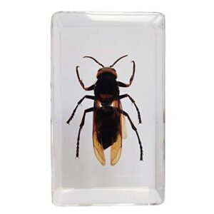 real asian ground hornet insect specimens in resin paperweight crafts, animal taxidermy collection for science education & desk ornament (asian ground hornet)