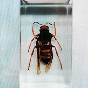 Real Asian Ground Hornet Insect Specimens In Resin Paperweight Crafts, Animal Taxidermy Collection for Science Education & Desk Ornament (Asian Ground Hornet)