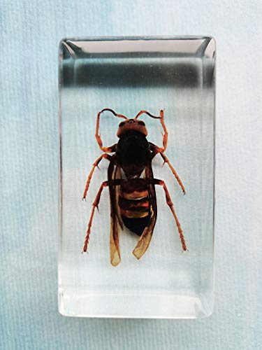 Real Asian Ground Hornet Insect Specimens In Resin Paperweight Crafts, Animal Taxidermy Collection for Science Education & Desk Ornament (Asian Ground Hornet)