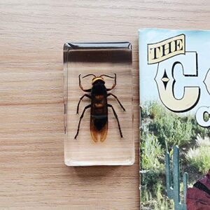 Real Asian Ground Hornet Insect Specimens In Resin Paperweight Crafts, Animal Taxidermy Collection for Science Education & Desk Ornament (Asian Ground Hornet)