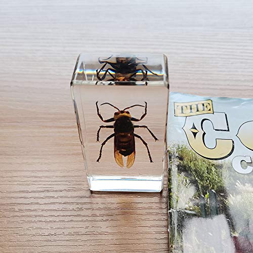 Real Asian Ground Hornet Insect Specimens In Resin Paperweight Crafts, Animal Taxidermy Collection for Science Education & Desk Ornament (Asian Ground Hornet)