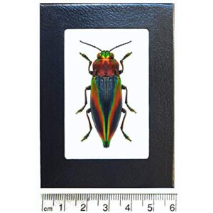 bicbugs cyphogastra javanica blue red rainbow buprestid beetle java indonesia framed