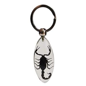 flyingbean keychain with real black scorpion insect specimens, animal taxidermy collection, olive shape keyring crafts (scorpion-01)