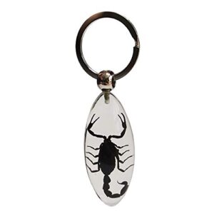 FlyingBean KeyChain With Real Black Scorpion Insect Specimens, Animal Taxidermy Collection, Olive Shape KeyRing Crafts (Scorpion-01)