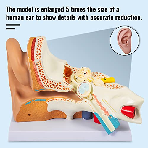 VEVOR Human Ear Anatomy Model, 5 Times Enlarged Human Ear Model, PVC Plastic Anatomical Ear Model for Education, Human Ear Anatomy Displaying Outer, Middle, Inner Ear with Base, 3pcs (2 Removable)