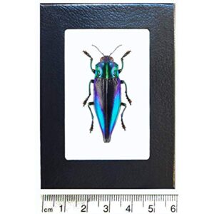 bicbugs cyphogastra calepyga blue violet buprestid beetle indonesia framed