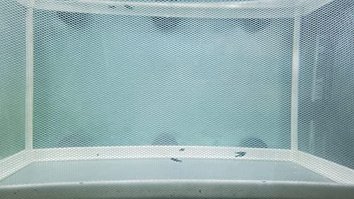 Large Fish Breeder Net with Suction Cups,Nylon Mesh Fish Fry Hatchery Breeder Isolation Box Separation Net for Fish/Plants/Shrimp Fish on Aquarium Tank