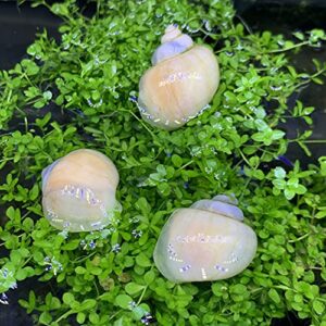 Ivory Mystery Snails x3 (Pomacea Bridgesii) Live Freshwater Snail - Plants