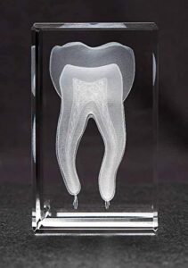 anatomy crystal (tooth, 1 pound)