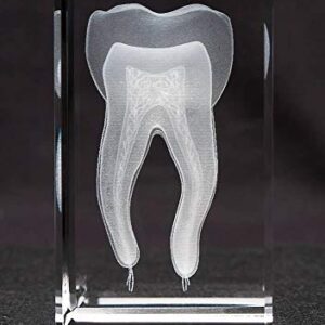 Anatomy Crystal (Tooth, 1 Pound)