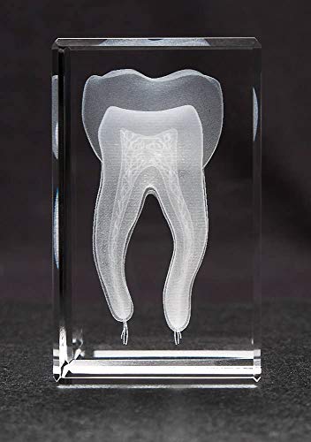 Anatomy Crystal (Tooth, 1 Pound)