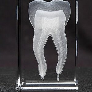 Anatomy Crystal (Tooth, 1 Pound)