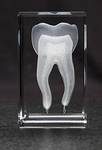 Anatomy Crystal (Tooth, 1 Pound)