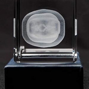 Anatomy Crystal (Tooth, 1 Pound)