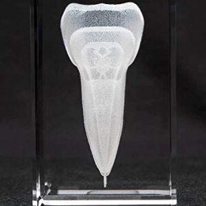 Anatomy Crystal (Tooth, 1 Pound)