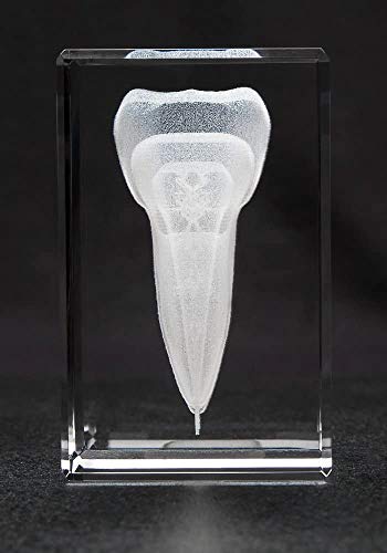 Anatomy Crystal (Tooth, 1 Pound)